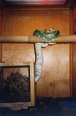 Mighty entering nest box.