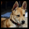 Emma 2- Mixed Breed - 16 Wks Old