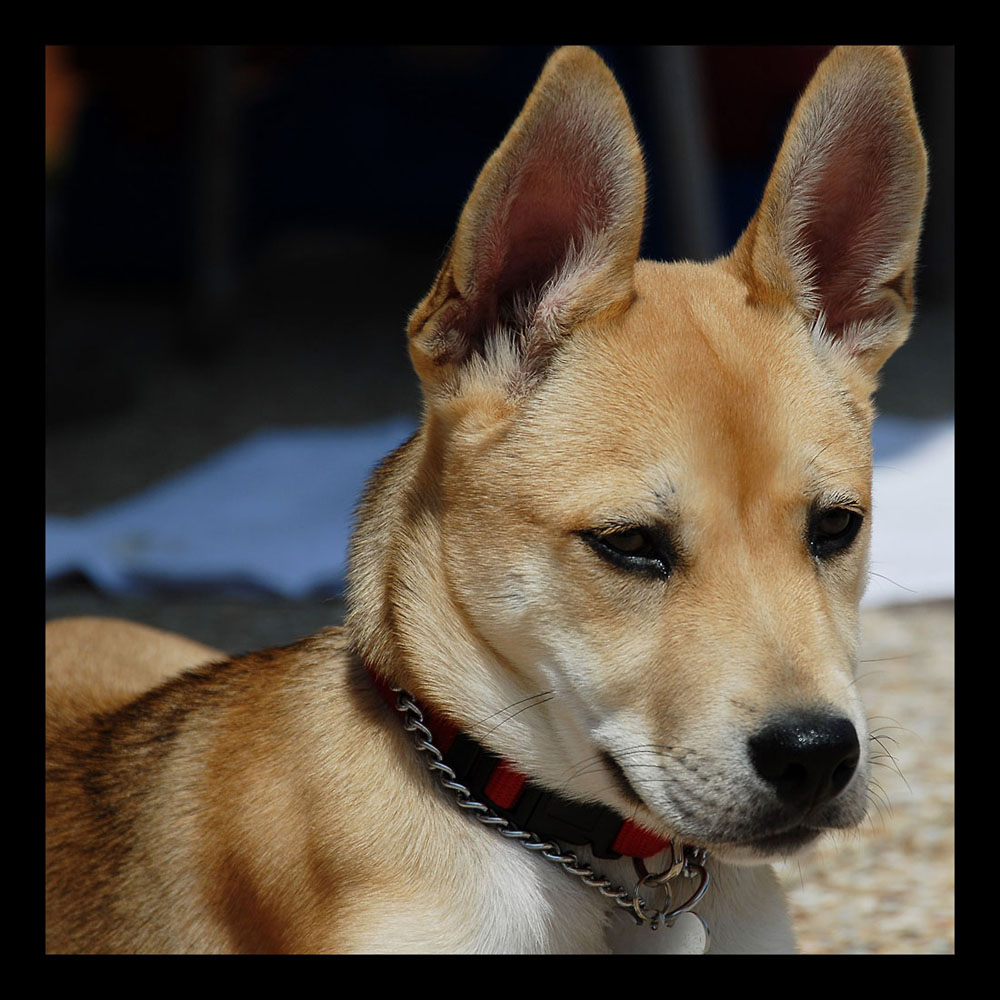 Emma 2- Mixed Breed - 16 Wks Old