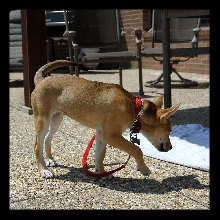 Emma 3- Mixed Breed - 16 Wks Old