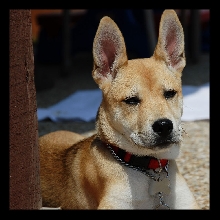 Emma 1- Mixed Breed - 16 Wks Old