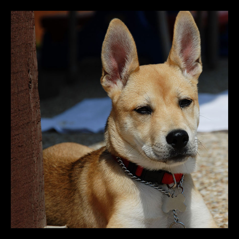 Emma 1- Mixed Breed - 16 Wks Old