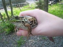 American Green Frog