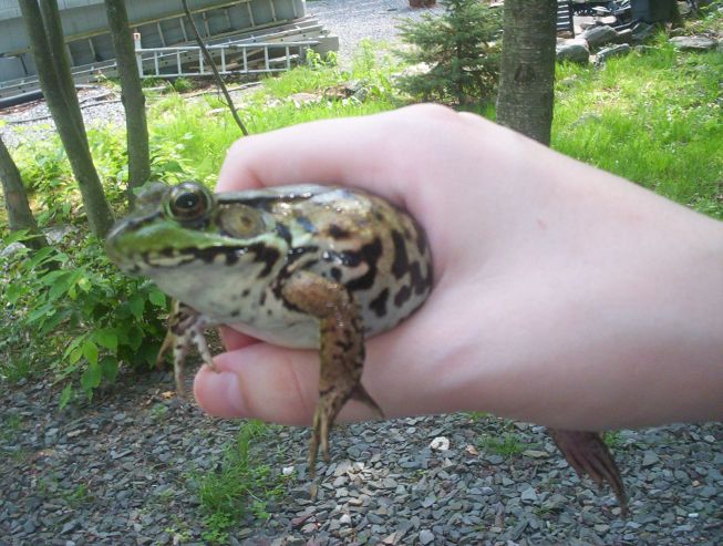 American Green Frog