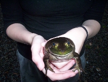 Bullfrog, Female