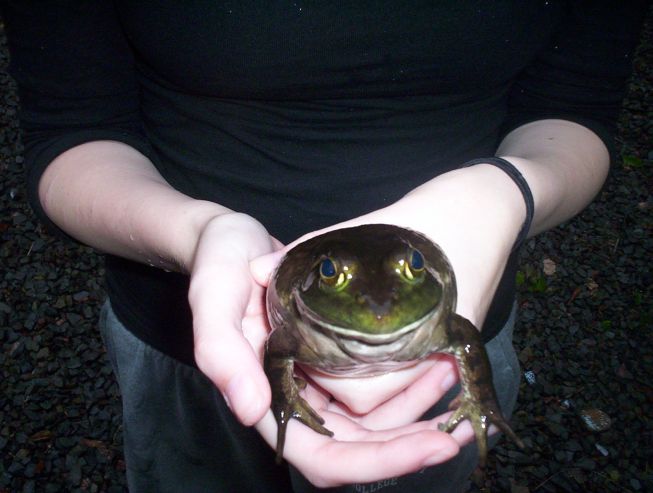 Bullfrog, Female