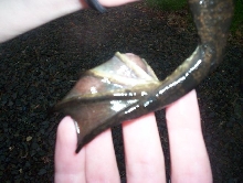 Bullfrog Toes