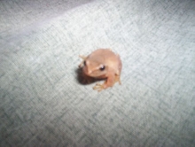 Spring Peeper? (1)