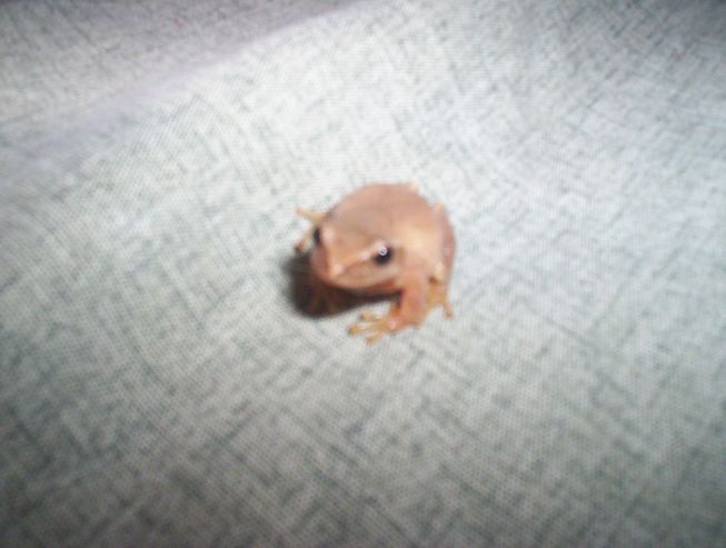 Spring Peeper? (1)