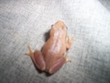 Spring Peeper? (2)