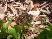 Two Toads1