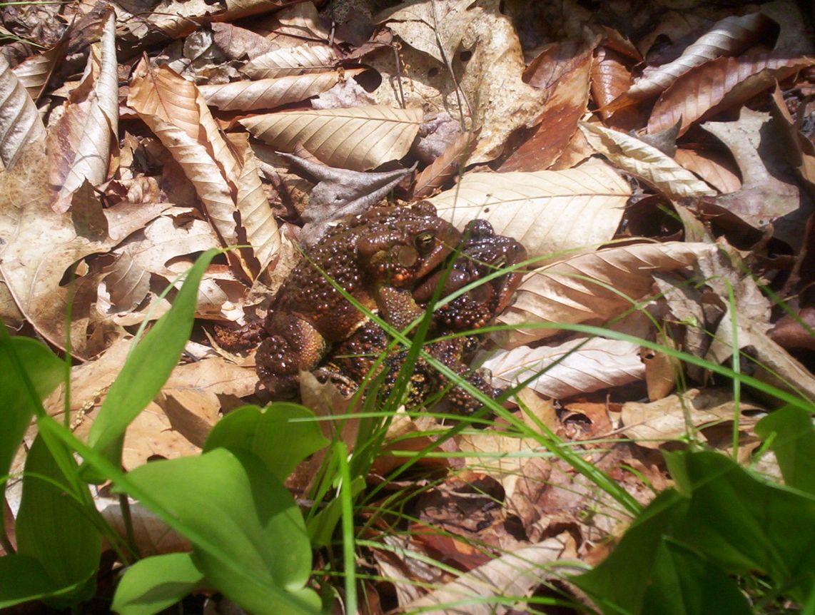 Two Toads1