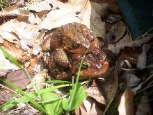 Two Toads2