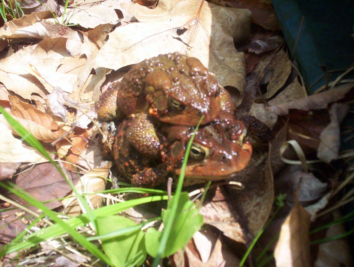 Two Toads2