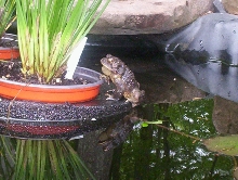 Toad mating call