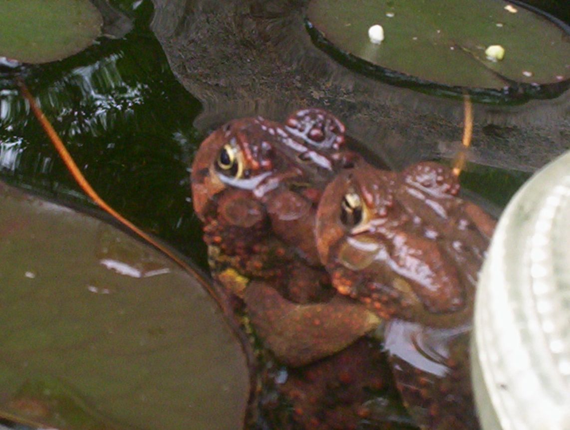 Two Toads3