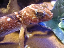 Giant Ground Gecko