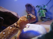 Giant Ground Gecko