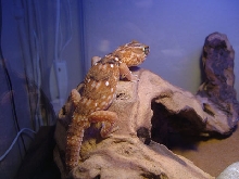Giant Ground Gecko