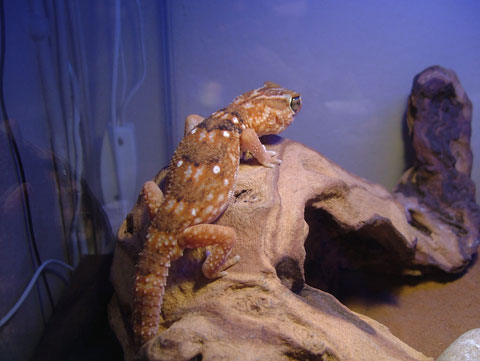 Giant Ground Gecko