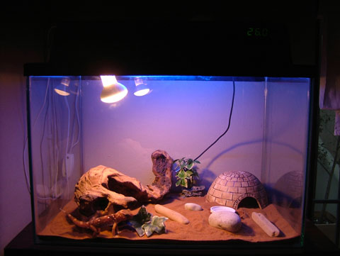 Giant Ground Gecko