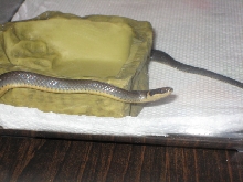 Northern Ringneck