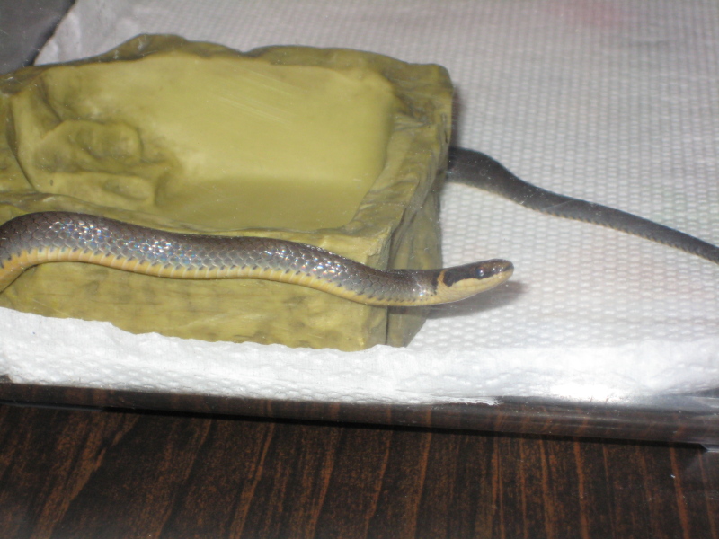 Northern Ringneck