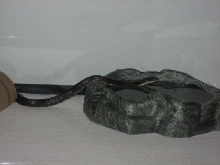 Black Rat