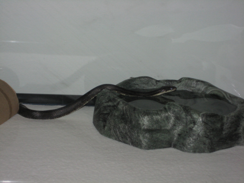 Black Rat