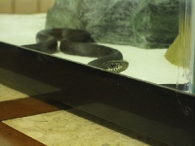 Black Rat