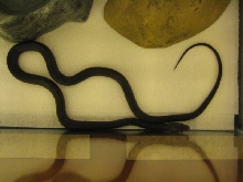Black Rat