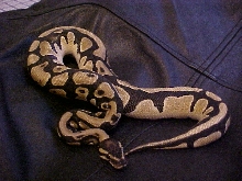 ball