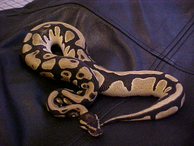 ball
