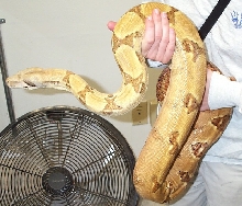 hypo female