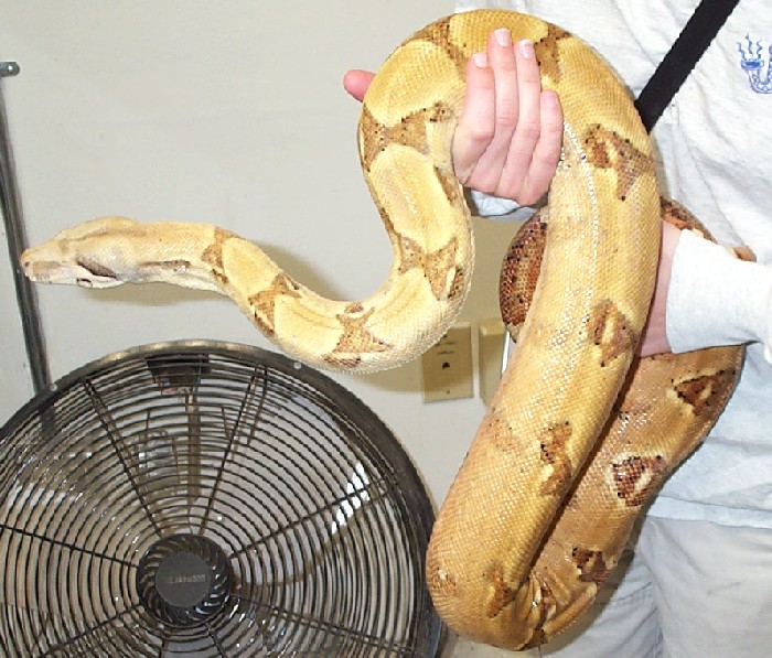 hypo female