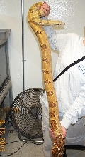 hypo female 2