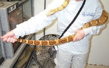 hypo female 3