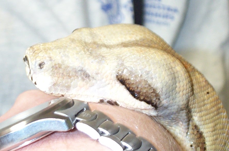 hypo female eye