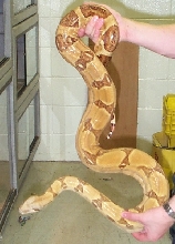 hypo female 4