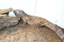 Bruno - Blackthroat Monitor