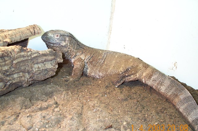 Bruno - Blackthroat Monitor