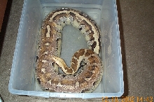 Male Borneo Blood