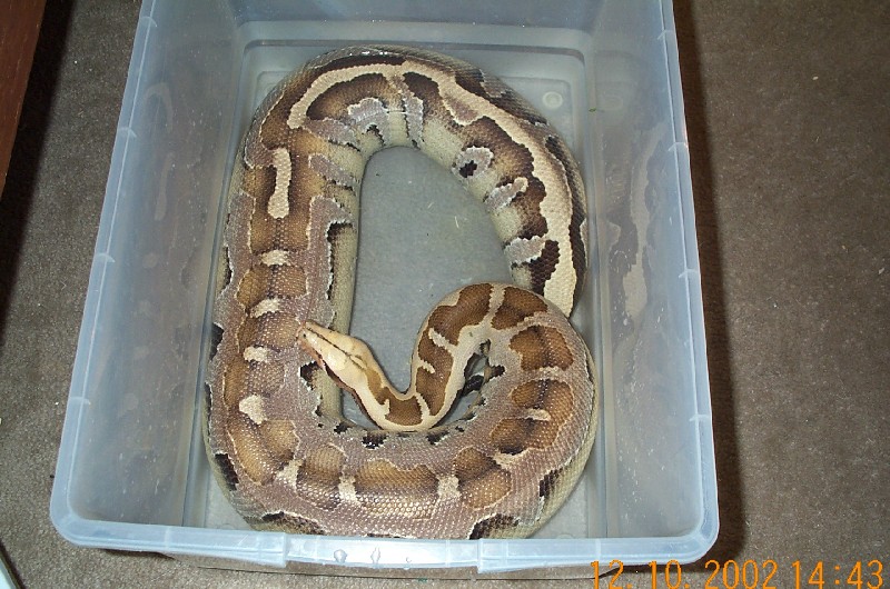 Male Borneo Blood