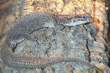 Storr's Monitor