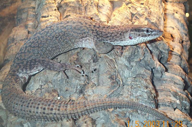 Storr's Monitor