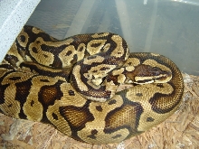 ADULT PASTEL