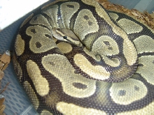Gravid Ghost