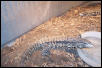 adult male tegu