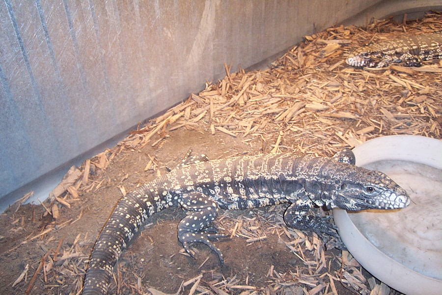 adult male tegu