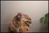 adult female showin off